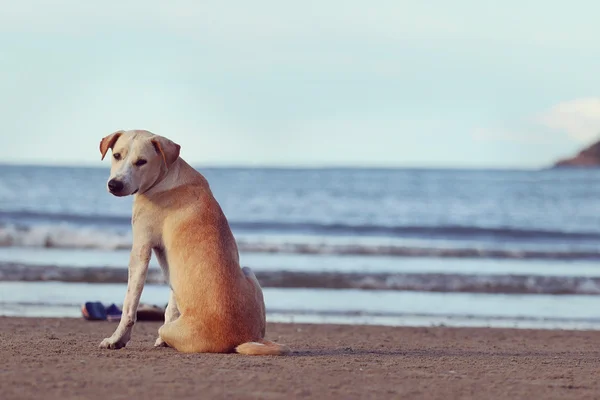 犬 — ストック写真