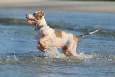 Pitbull terrier americano