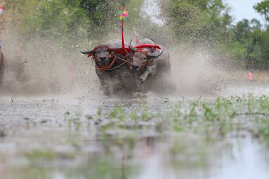 su bufalosu geleneği