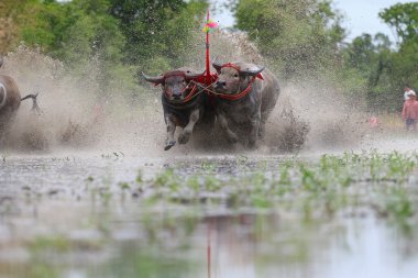 su bufalosu geleneği