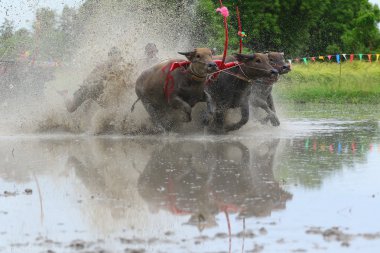 su bufalosu geleneği