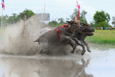 su bufalosu geleneği