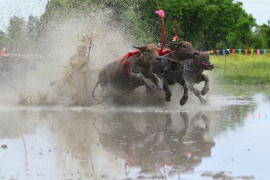 su bufalosu geleneği