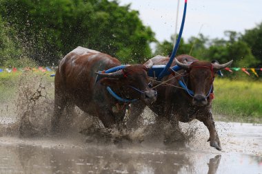 su bufalosu geleneği