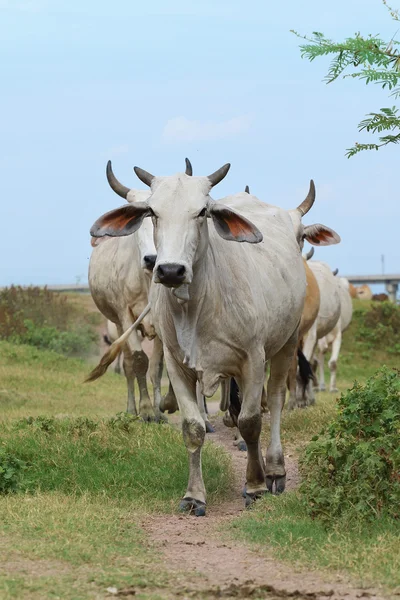 Vacas — Foto de Stock