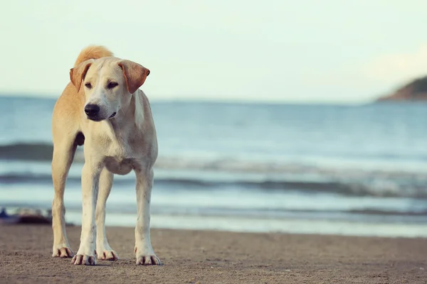 Köpek. — Stok fotoğraf