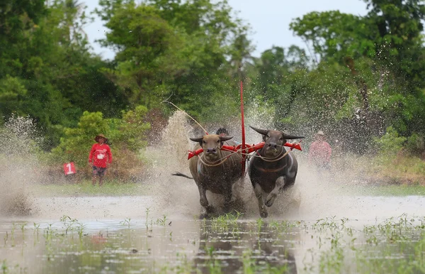 Tradición de búfalo de agua — Foto de Stock