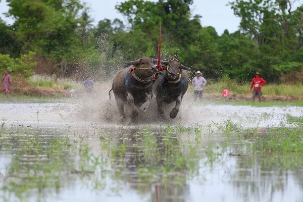 Tradición de búfalo de agua — Foto de Stock