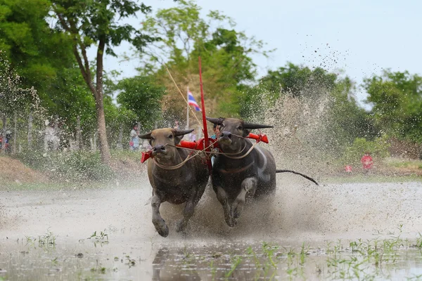 Water buffalo tradition — Stock Photo, Image
