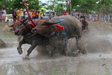 su bufalosu geleneği