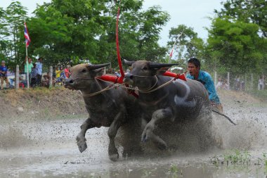 su bufalosu geleneği
