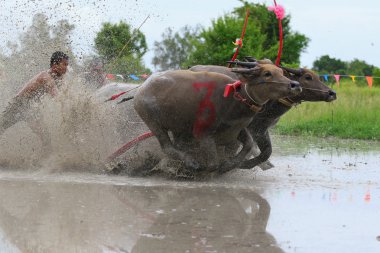 su bufalosu geleneği