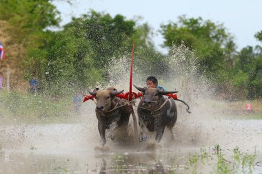 su bufalosu geleneği