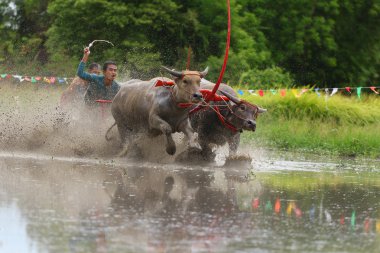su bufalosu geleneği