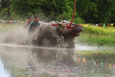 su bufalosu geleneği