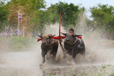 su bufalosu geleneği