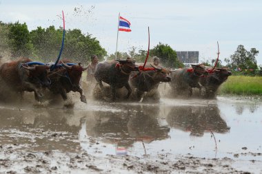 su bufalosu geleneği