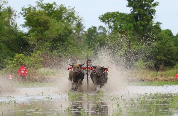 Water buffalo tradition — Stock Photo, Image