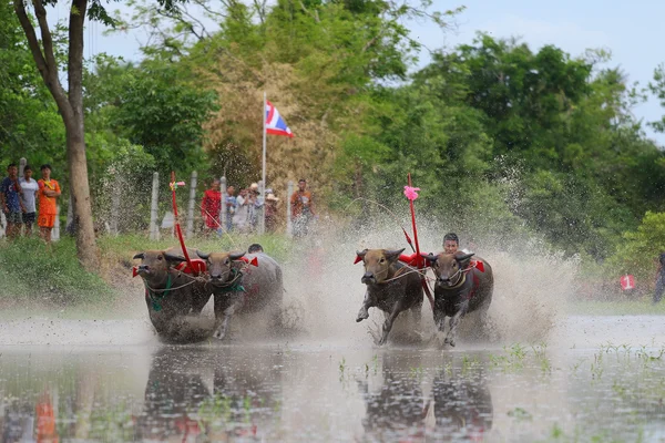 Tradition du buffle d'eau — Photo