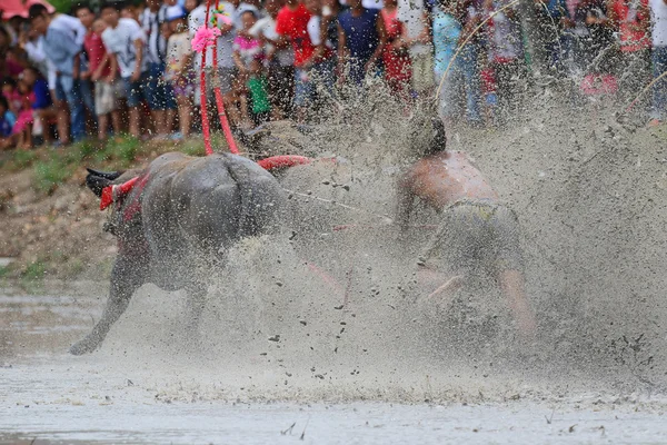 Su bufalosu geleneği — Stok fotoğraf