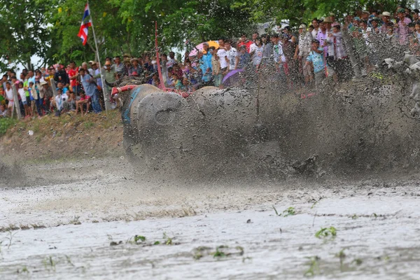 Water buffalo tradition — Stock Photo, Image