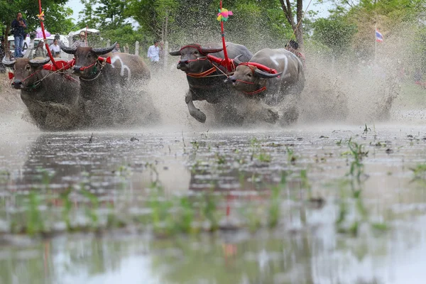 Vattenbuffel tradition — Stockfoto