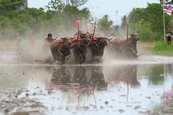 Tradición de búfalo de agua — Foto de Stock