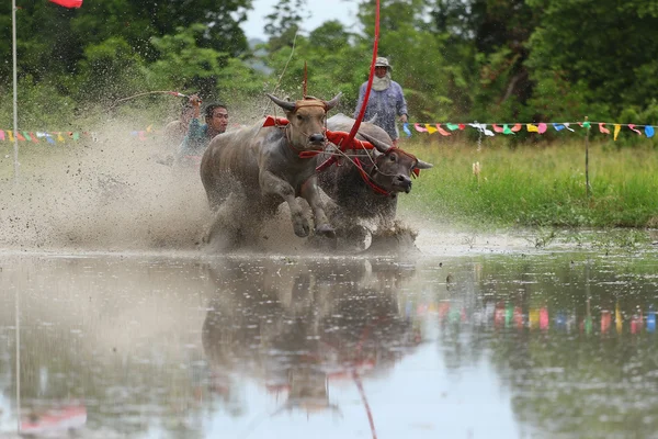 Tradition du buffle d'eau — Photo