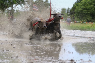 su bufalosu geleneği