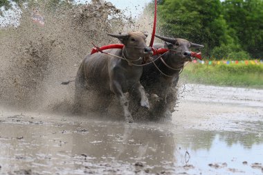 su bufalosu geleneği