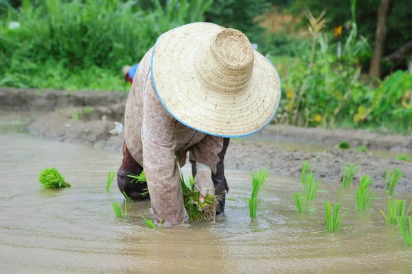 Transplantation de plantules de riz — Photo