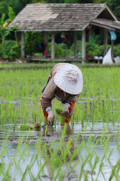 Trasplantar plántulas de arroz —  Fotos de Stock