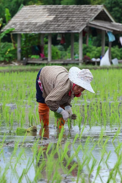 Trasplantar plántulas de arroz — Foto de Stock