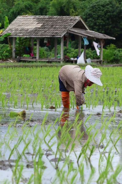 Trasplantar plántulas de arroz — Foto de Stock