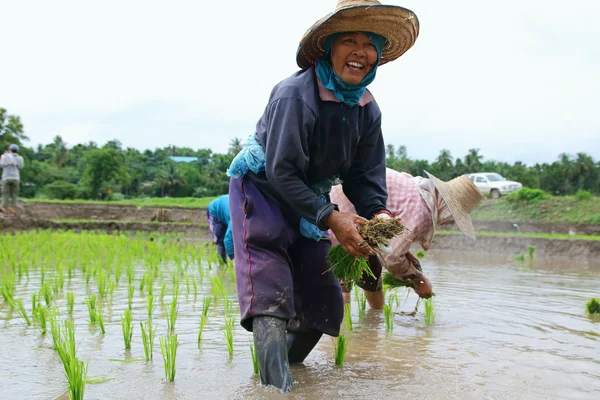 Trasplantar plántulas de arroz — Foto de Stock