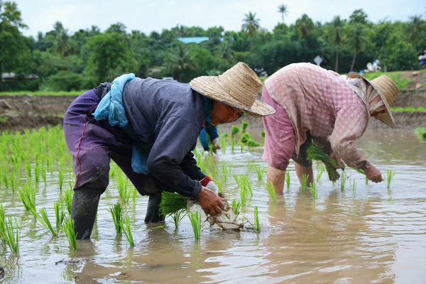 Trasplantar plántulas de arroz —  Fotos de Stock