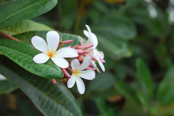 Plumeria květiny — Stock fotografie