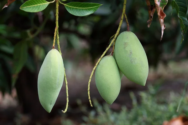 Mangoboom — Stockfoto