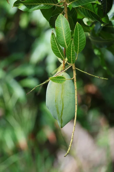 Mangoboom — Stockfoto