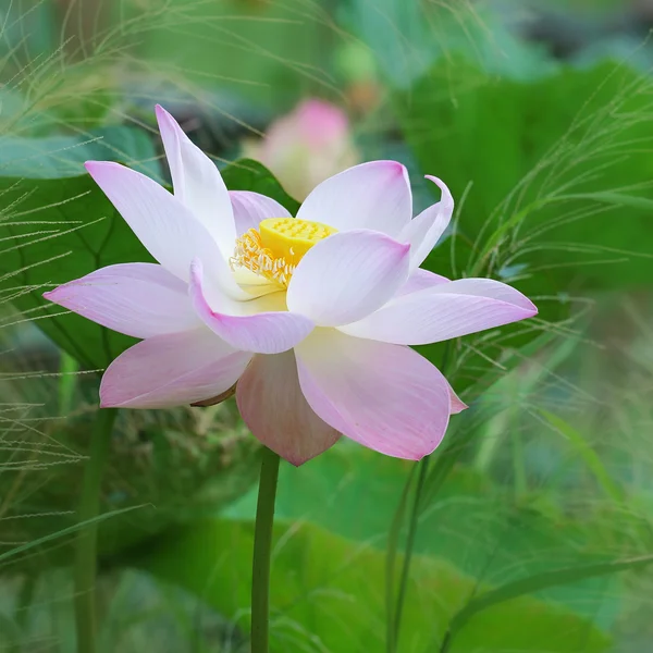 Loto rosa —  Fotos de Stock