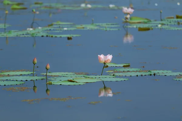 Loto rosa — Foto Stock