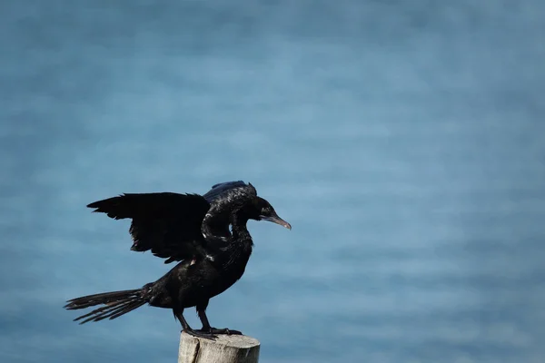 Pequeño Cormorán — Foto de Stock