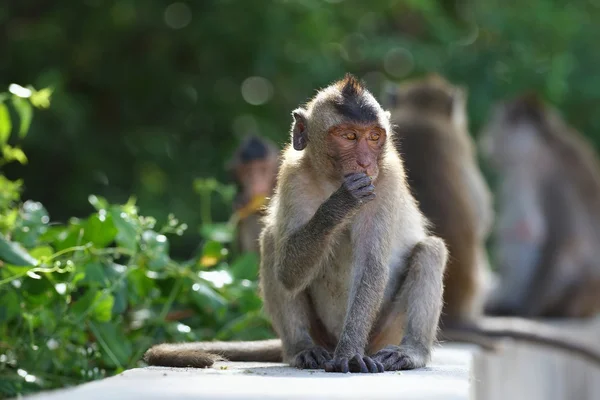 Macaco. — Fotografia de Stock