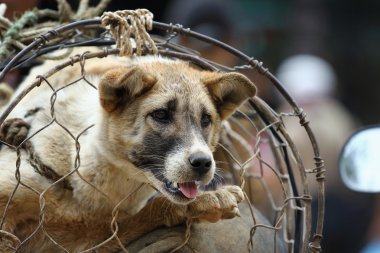Vietnam pazarında köpek ticaret