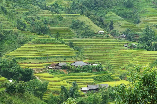 Rice terraces — Stock Photo, Image