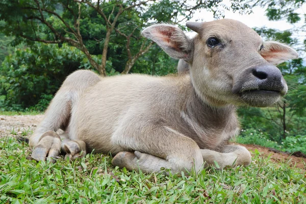 Piccolo bufalo — Foto Stock
