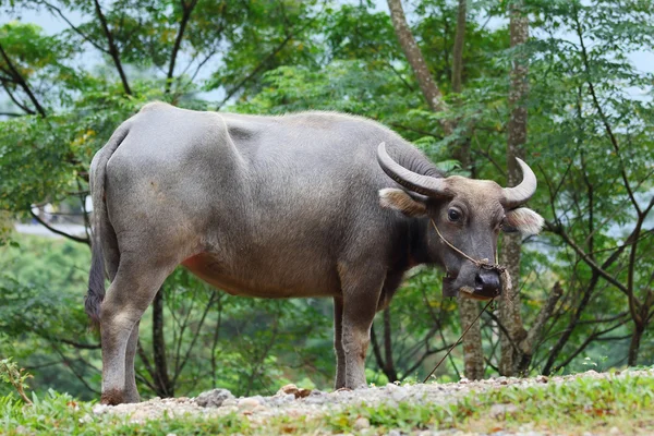 BURFALO — Stockfoto