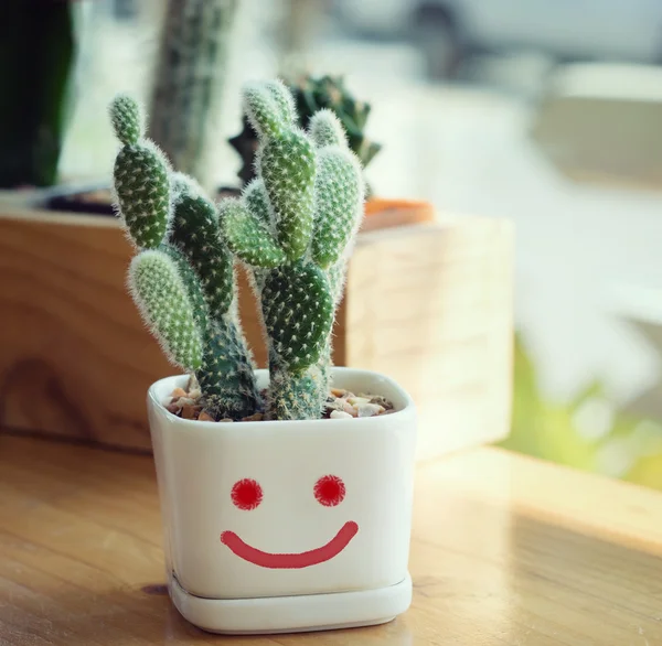 Cactus in pot — Stock Photo, Image