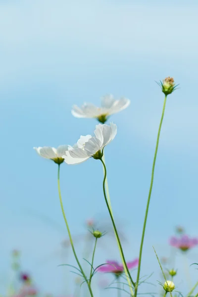 Cosmos flowers in garden — Stock Photo, Image