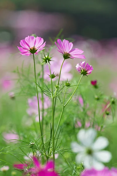 Cosmos flores en el jardín — Foto de Stock